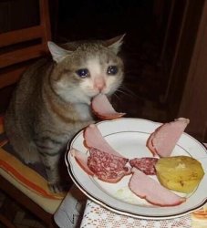 cat eats Meme Template