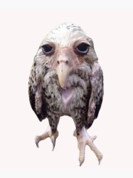 Wet owl Meme Template