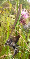 Mantis kills bird Meme Template