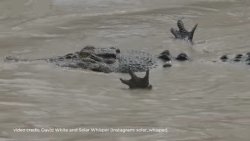 Crocodile jazz hands Meme Template