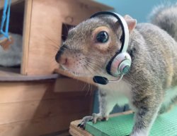 squirrel headset Meme Template