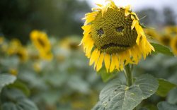 Sad flower Meme Template