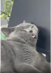 stupid looking cat Meme Template