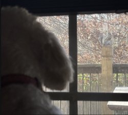 Waiting Dog Meme Template