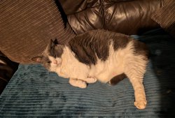 Downey Meme Template