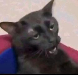 Cat dissapointment Meme Template