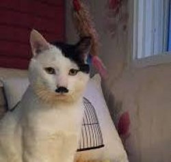 Adolf Catler Meme Template