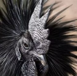 Gothic chicken Meme Template