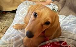 Yellow snow Meme Template