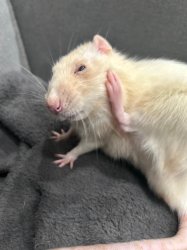 Hello this is rat Meme Template