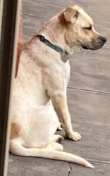 Depressed dog Meme Template