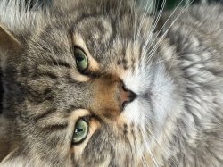 Disappointed Maine Coon cat Meme Template