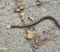 snake with penny Meme Template