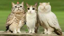 Meowl friends Meme Template