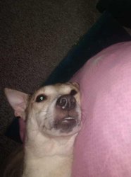 Sleepy Dog Meme Template