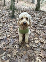 Dog face Meme Template