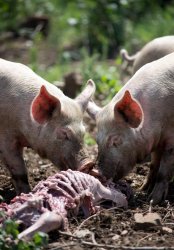 Pigs feeding on a human body Meme Template