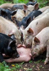 Pigs feeding on a human body Meme Template