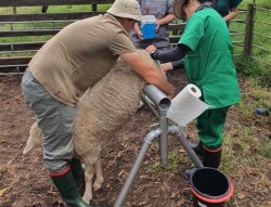 bestiality Meme Template