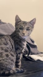 human cat Meme Template