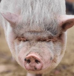 Quiet Piggy Meme Template