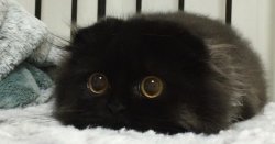 Moorning Meme Template