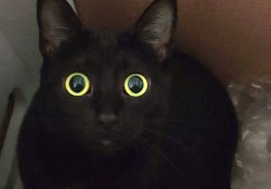 Morning Meme Template