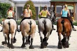 Draft Horse Bums Meme Template