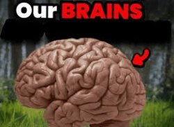 Our BRAINS Meme Template