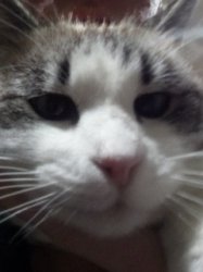 Sour Hart announcement template Meme Template