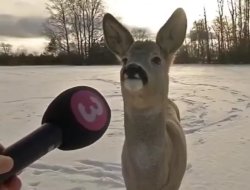 Deer Interview Meme Template