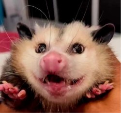 Happy possum Meme Template