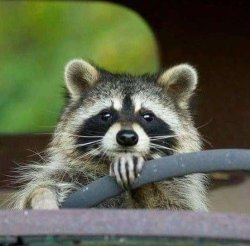 Drive racoon Meme Template
