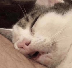 Sleeping cat Meme Template