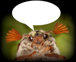 Doodlebug/odd announcement temp Meme Template