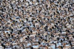 duck mass Meme Template