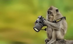 Monkey holding a photo camera Meme Template
