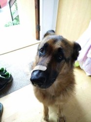 Chrisjoines1 Meme Template