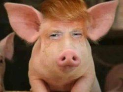 Trump piggy Meme Template