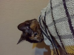 Blankey cat Meme Template