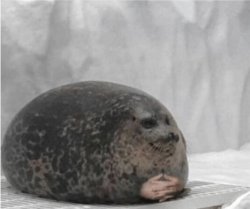 seal hands Meme Template