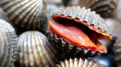 Talking Blood Clam Meme Template