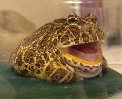 Bop froGGy Meme Template