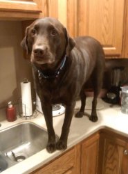 Chrisjoines1 Meme Template