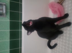 Screaming cat Meme Template