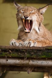 Lynx yelling Meme Template