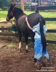 Trump and bubba Meme Template