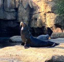 Peaceful sealion Meme Template