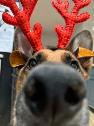 Dog christmas Meme Template