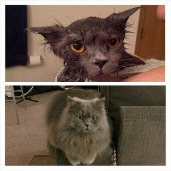 wet cat vs. dry cat Meme Template